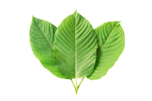 Discover the Best Kratom Brands of the Year